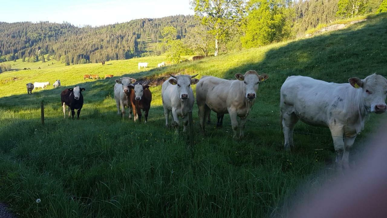 Haus Am Scheibenfelsen Appartement St. Blasien Buitenkant foto